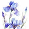 iris_evyy